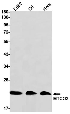 AYD12093