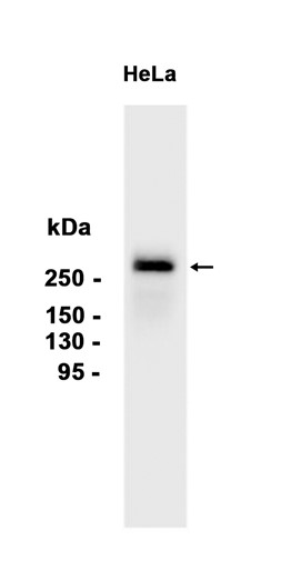 AYD14757