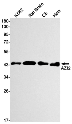 AYD11437