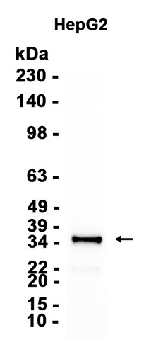 AYD12559