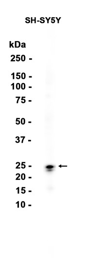 AYD13341