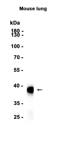 AYD13873