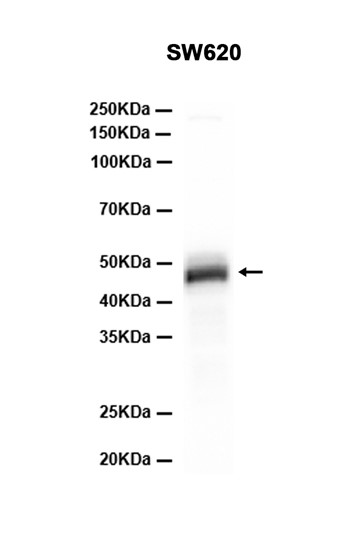 AYD13567