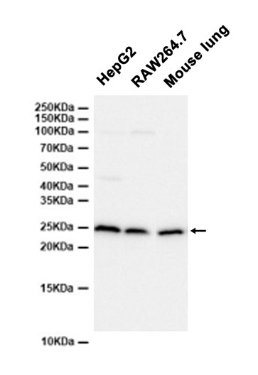 GRB2 (YD13467) Rabbit mAb