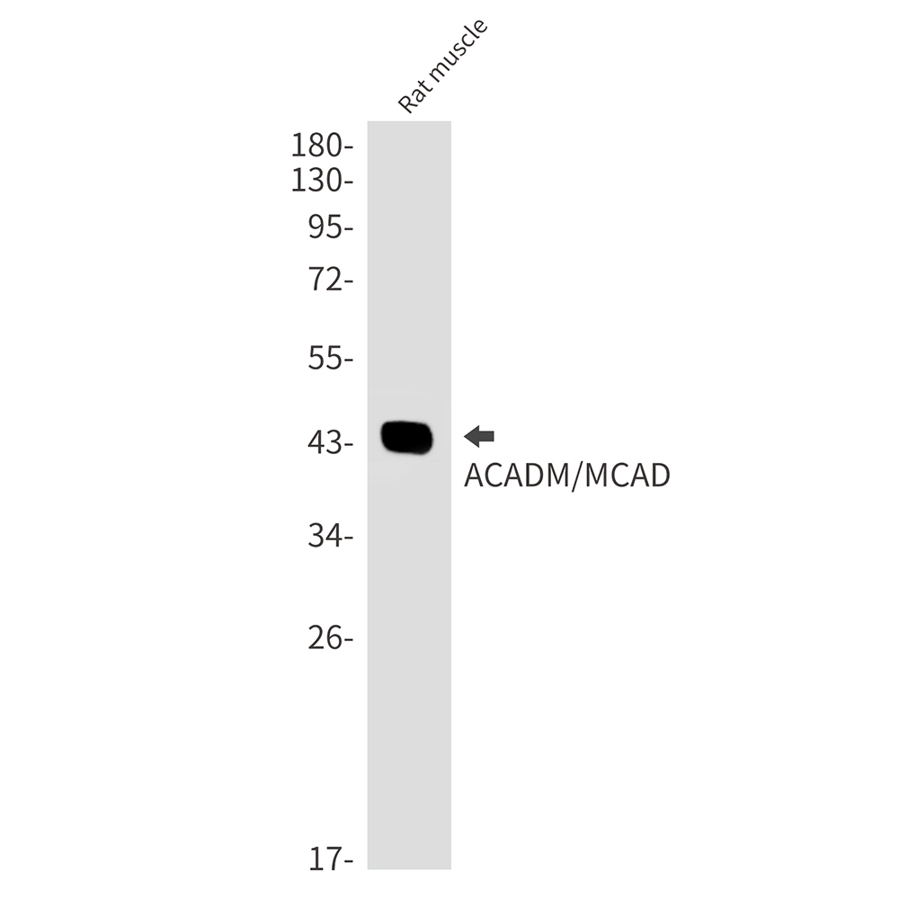AYD12309