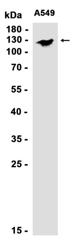 AYD13967