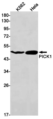 AYD13699