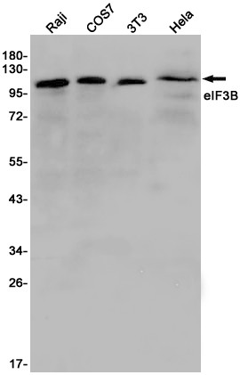 AYD12325