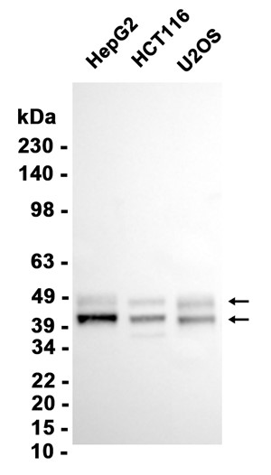 AYD14494