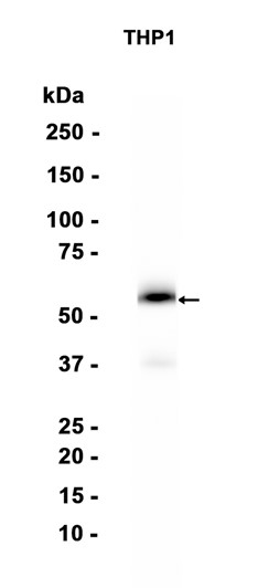 AYD15805