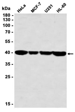 AYD12913