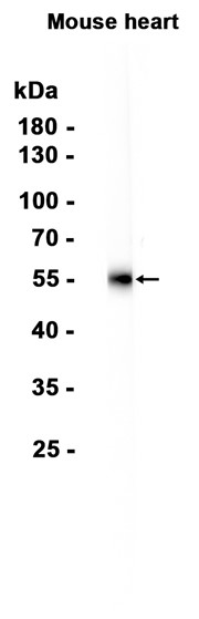 AYD15159