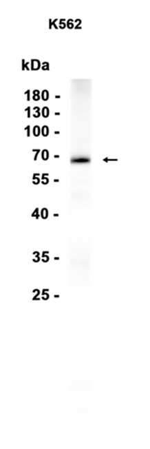 AYD15967