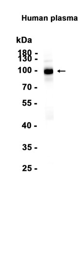 AYD13409