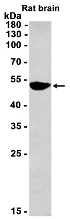 AYD13538