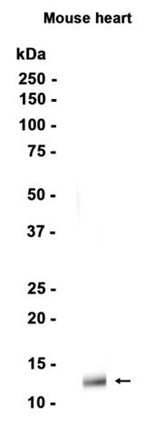 AYD13461