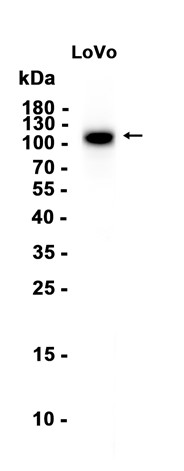 AYD12555