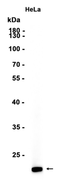 AYD12269