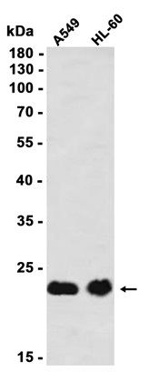 AYD11499