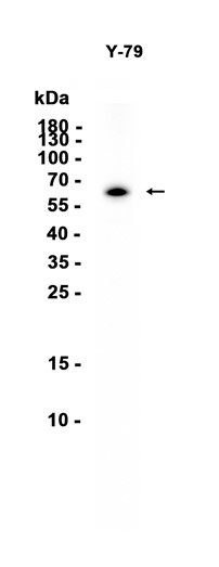 AYD12876