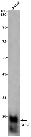 AYD12598