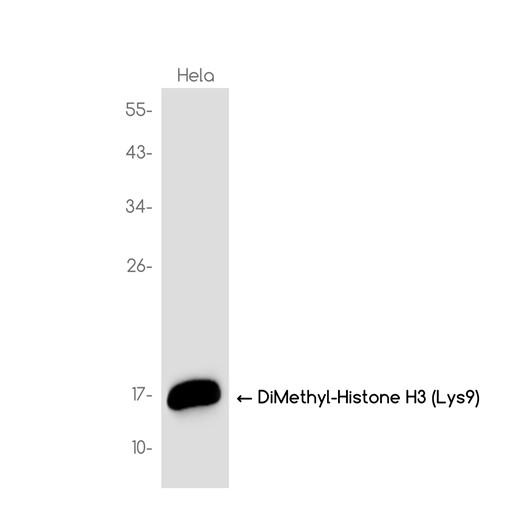 DiMethyl-Histone H3 (Lys9) (YD18270) Rabbit mAb
