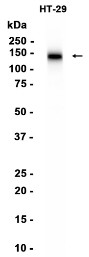 AYD13821