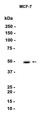 AYD16072