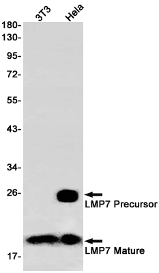 AYD12223