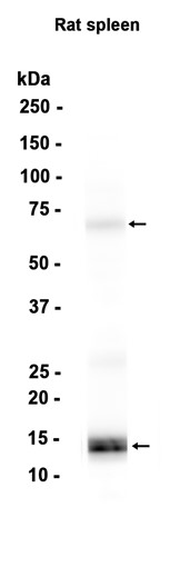 AYD15000