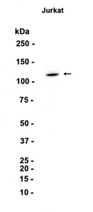 AYD13654