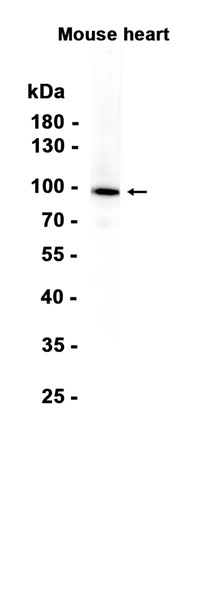 AYD15725