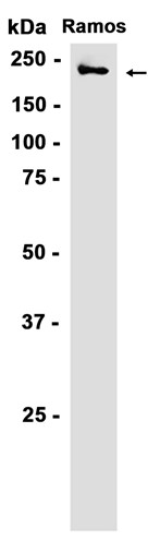 AYD12650