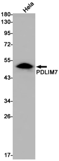 AYD12406