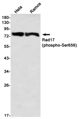 AYD13435