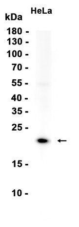AYD16350