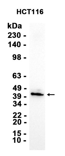AYD14550