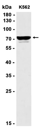 AYD12361