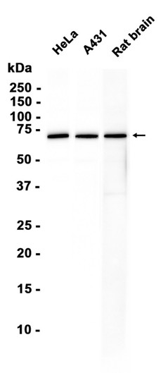 AYD15676
