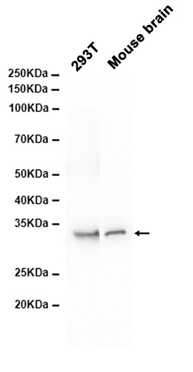 AYD13795