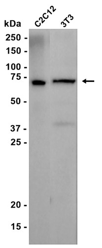 AYD13729