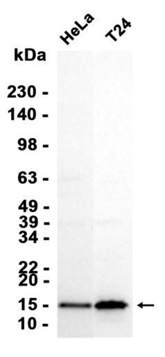 AYD14388