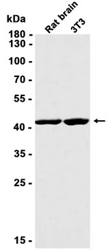 AYD14480