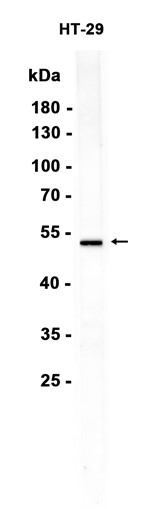 AYD14612