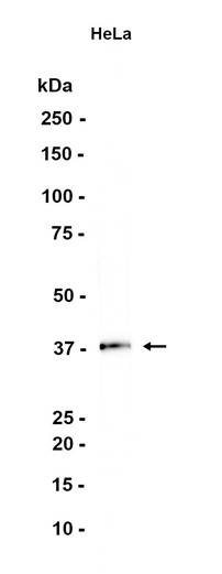 AYD12054