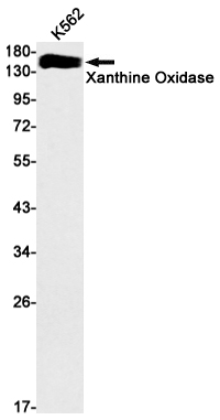 AYD13232
