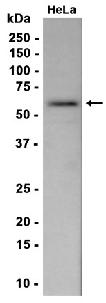 AYD15720