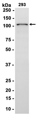 AYD15458