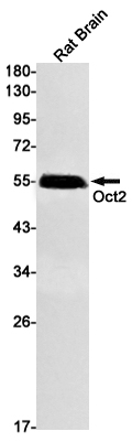 AYD14458