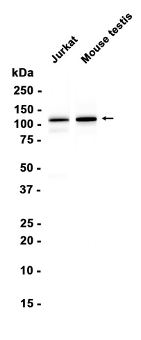 AYD16369